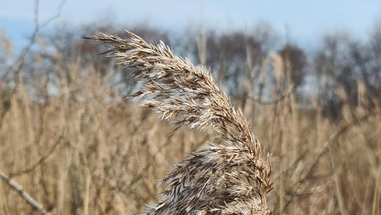 Seevilla Wietjes Whg 7 Baltrum Buitenkant foto